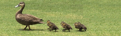 Marching Ducklings 470 x 140