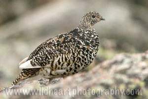 Ptarmigan