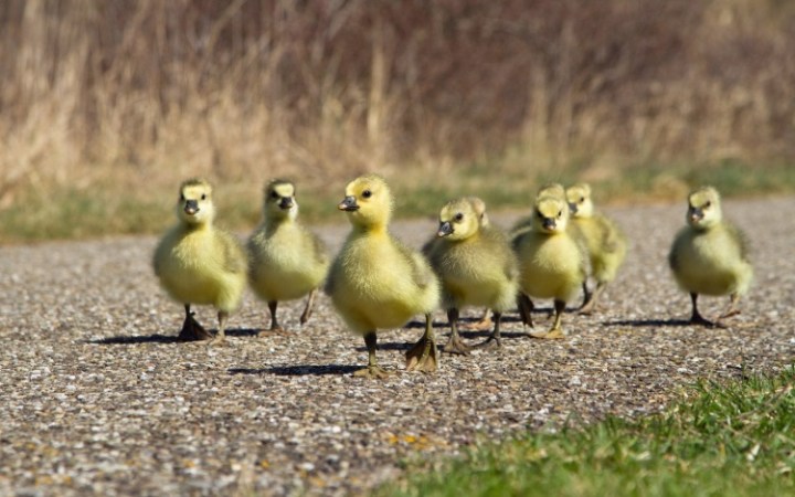 ducklings-750